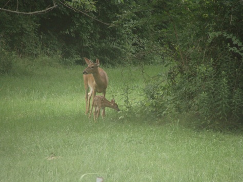 New fawn and Momma!